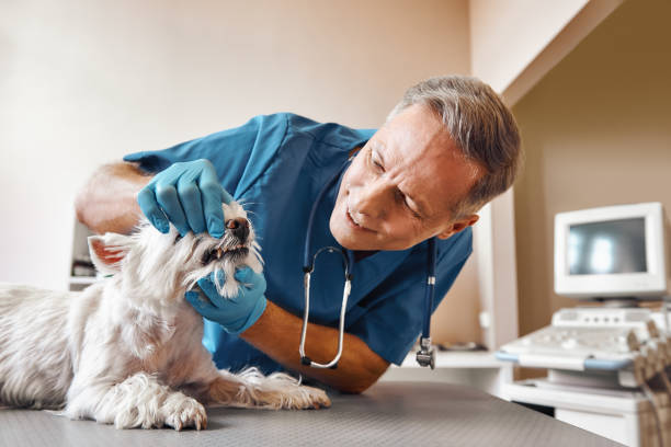Best Emergency Denture Repair in Rockwell, NC